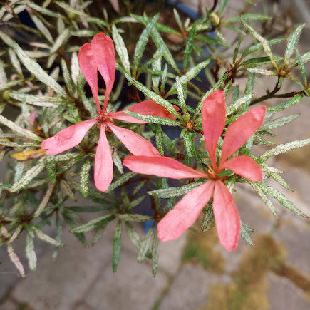 Rhododendron indicum f. otakumii