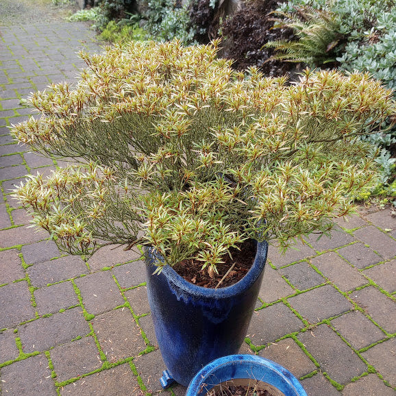 Rhododendron indicum f. otakumii