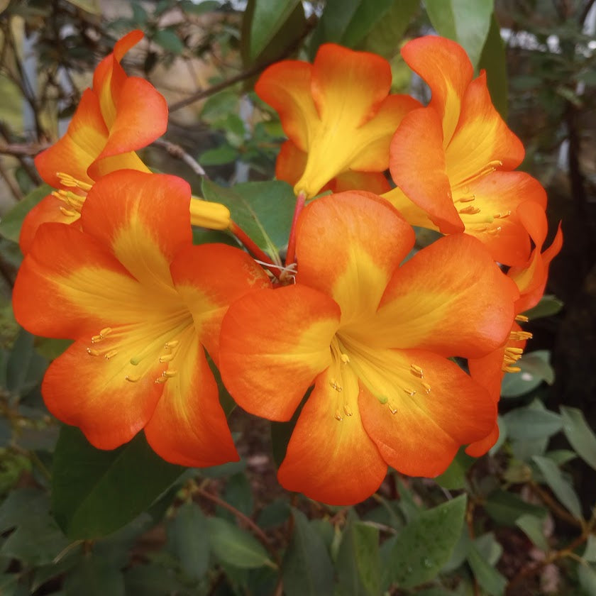 Rhododendron zoelleri  1999/292