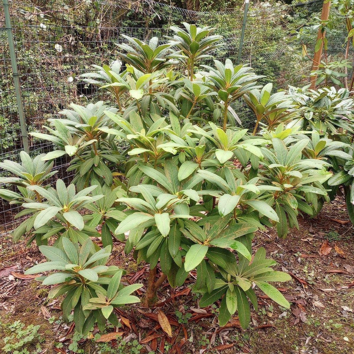 Rhododendron kyawii  (ex. CCHH