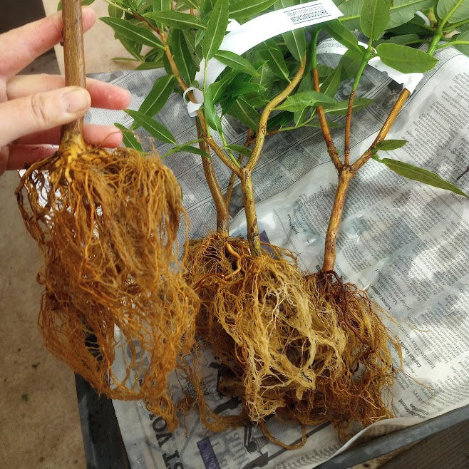 Bare Rooting Fee