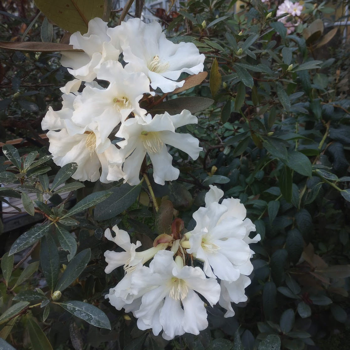 Rhododendron konori var. konori  (white)