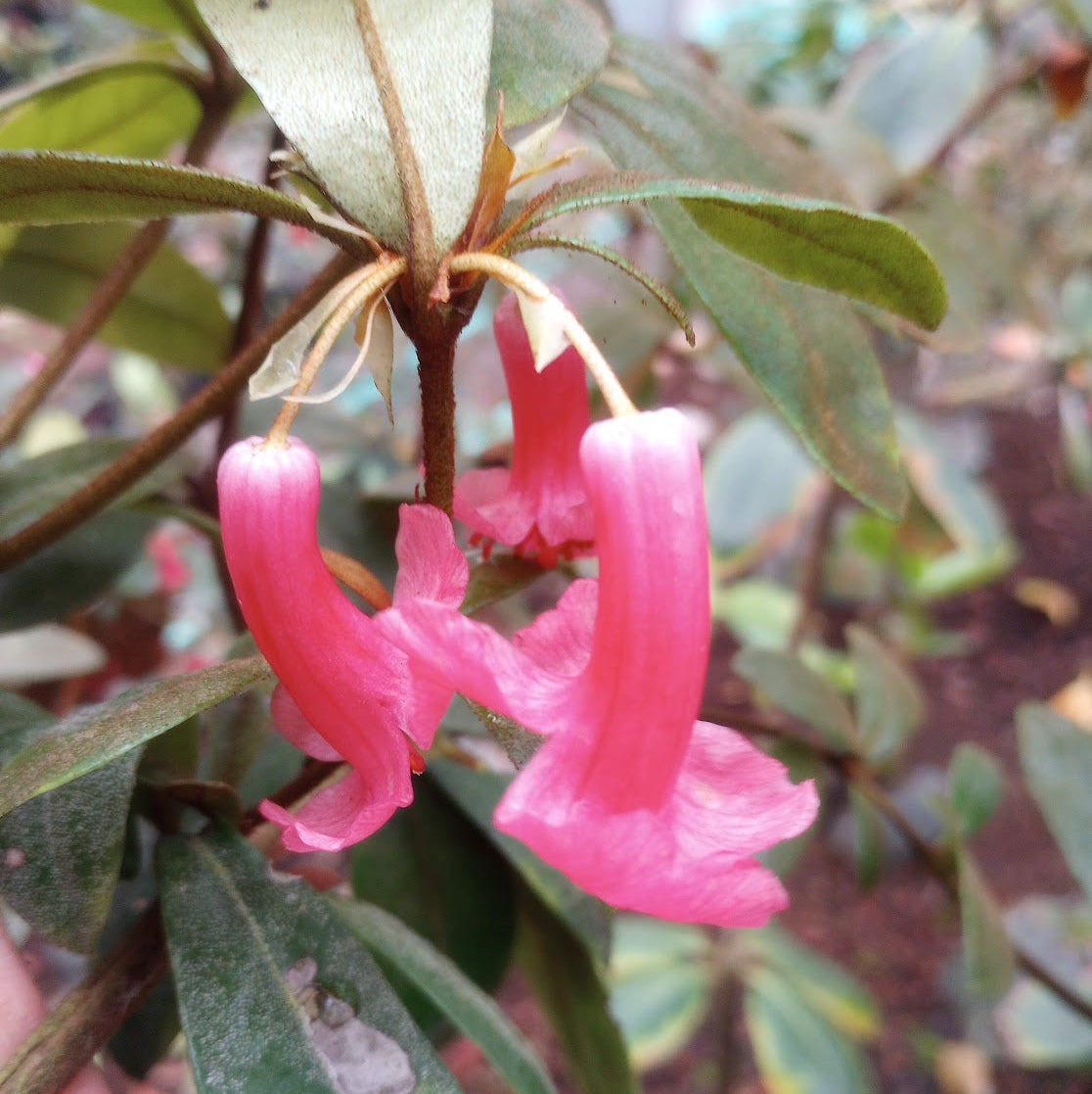 Rhododendron dielsianum