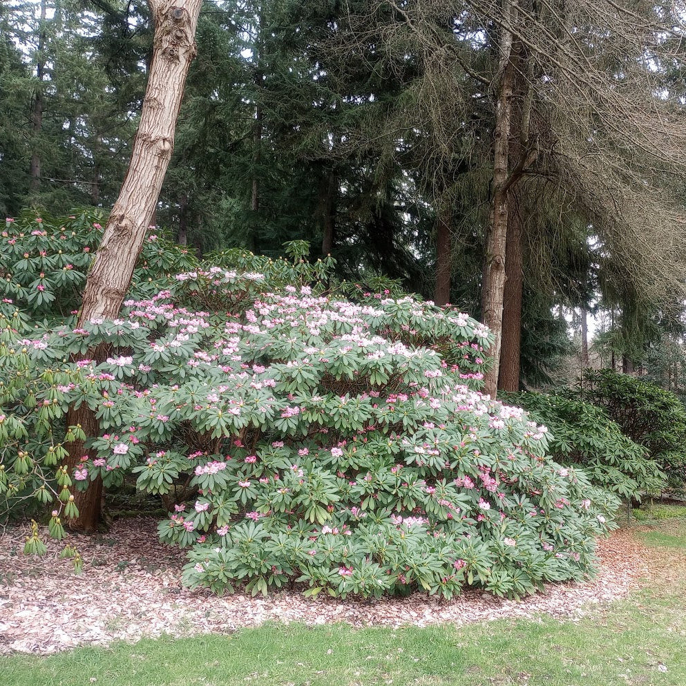 Rhododendron sutchuenense  JN