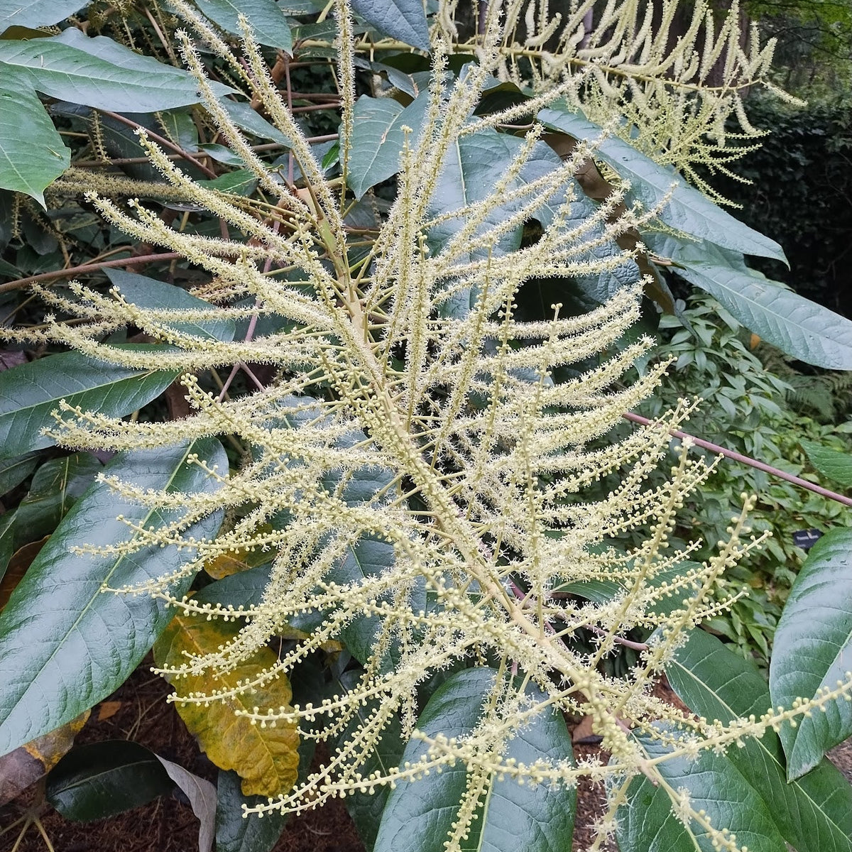 Schefflera (Heptapleurum) delavayi