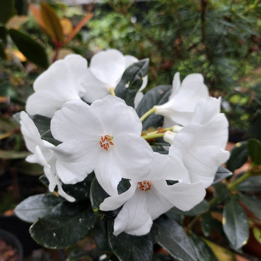 Rhododendron rousei  2002/015