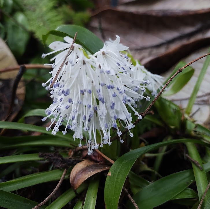Ypsilandra thibetica  (ex. SEH