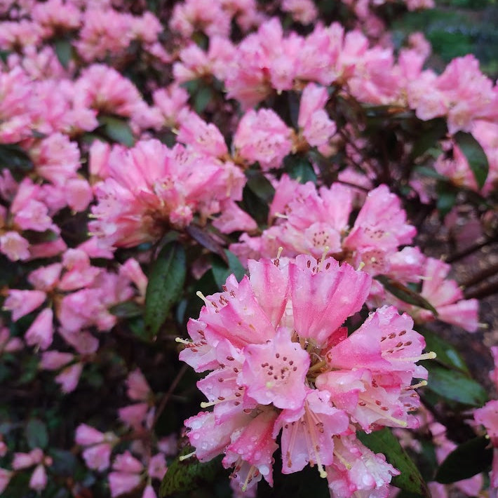 Rhododendron 'Waxbill'