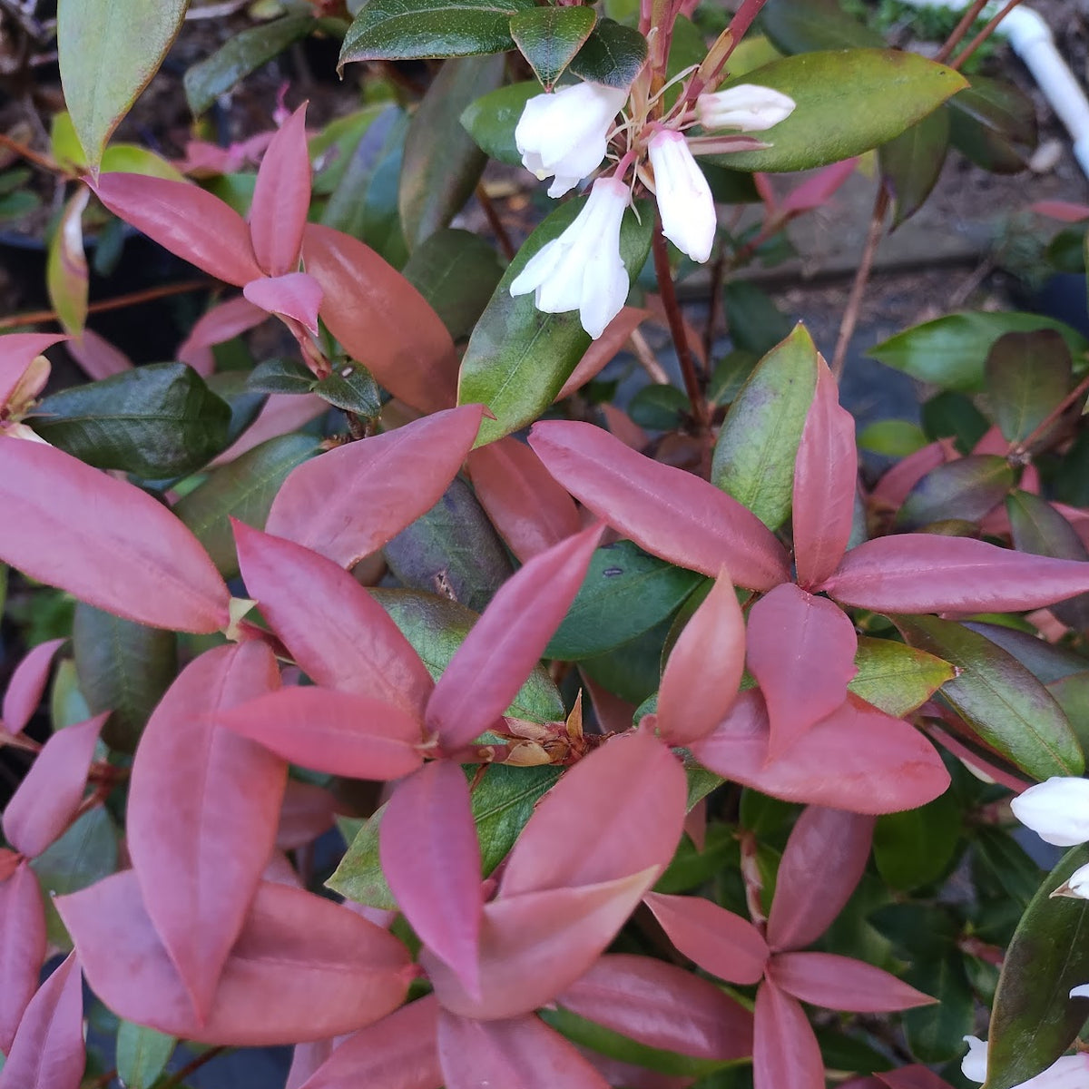 Rhododendron baihuaense  JN