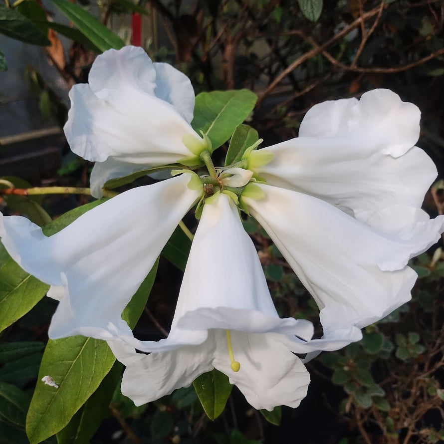Rhododendron lindleyi  1999/104