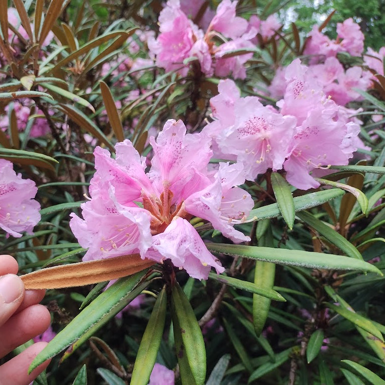 Rhododendron makinoi  RSBG