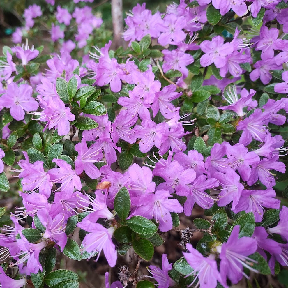 Rhododendron kiusianum 'Fugen-no-tsuki'  1979/064