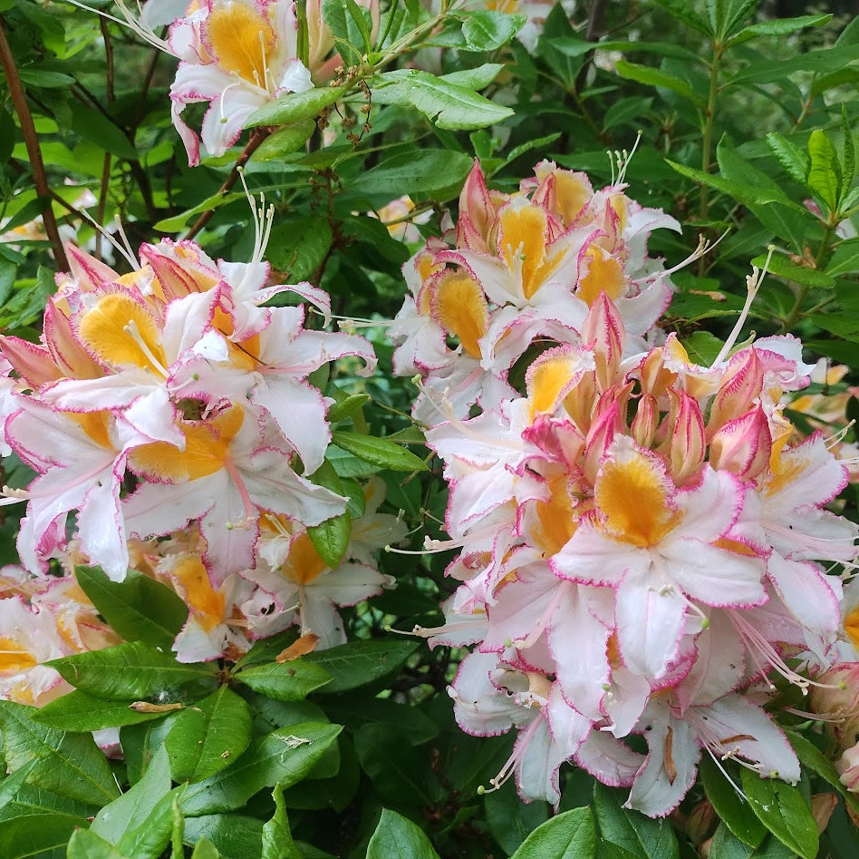 Rhododendron occidentale  2023sd177