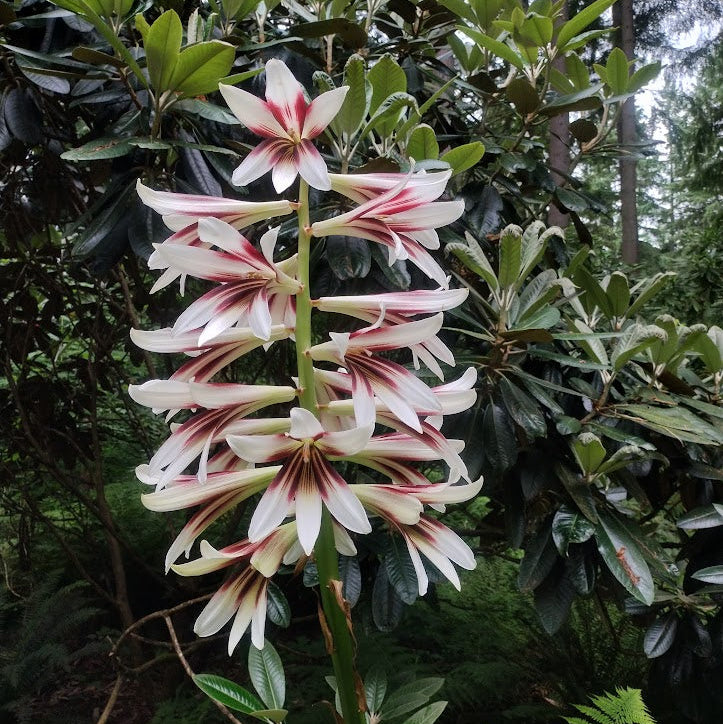 Cardiocrinum giganteum var. yunnanense  ex. CGG