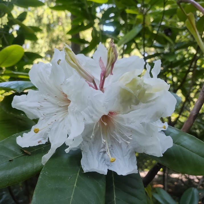 Rhododendron faithiae  CDHM