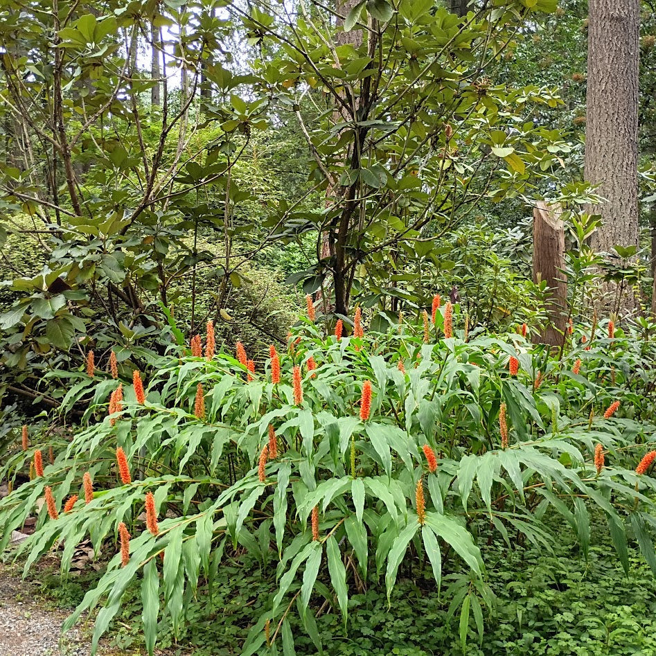 Hedychium densiflorum