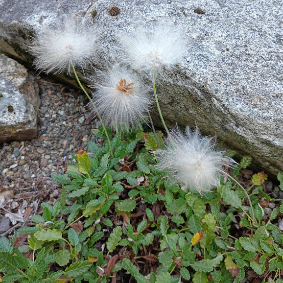 Dryas octopetala 'Minor'