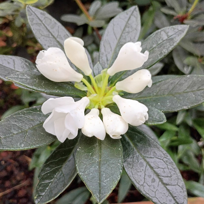 Rhododendron rousei  2002/015