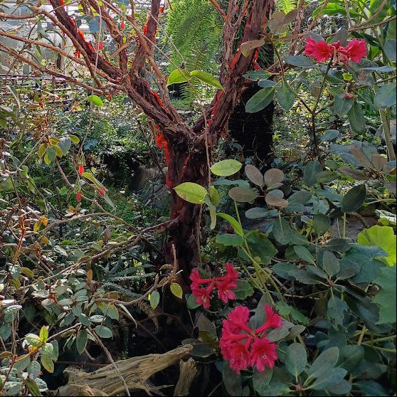 Rhododendron hellwigii hybrid(?)
