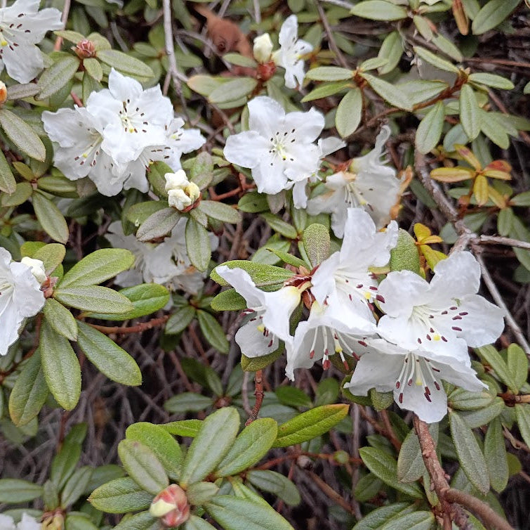 Rhododendron 'Ptarmigan'