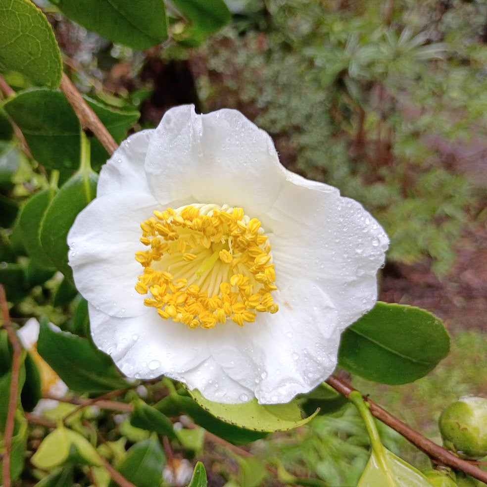 Camellia japonica 'Amabilis'