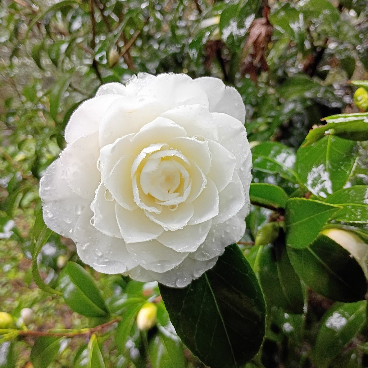 Camellia 'Satsuma'