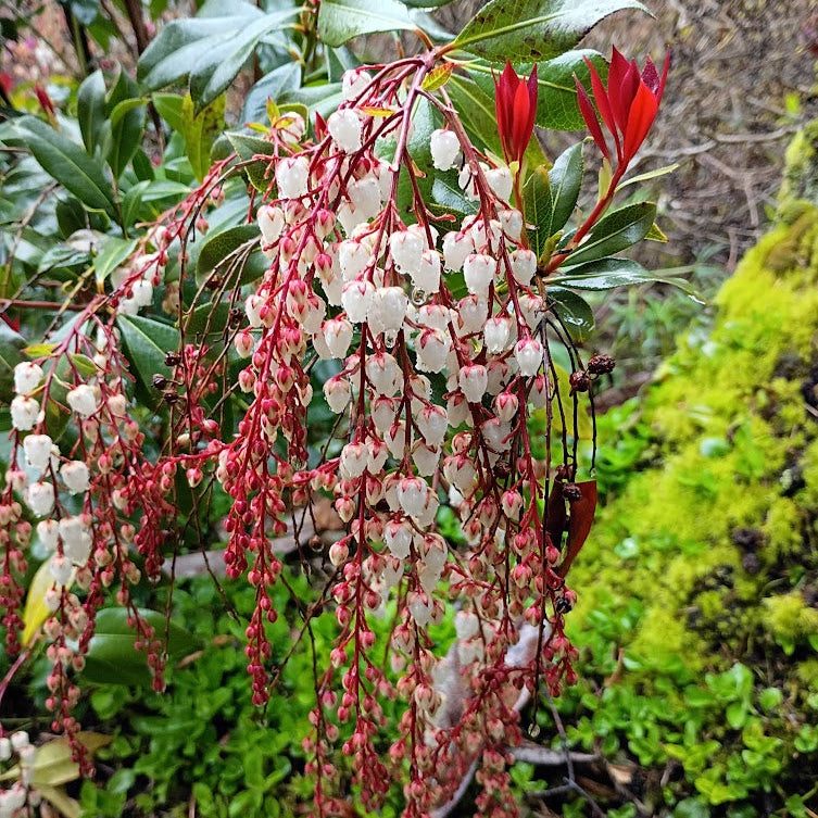 Pieris formosa var. forrestii 'Wakehurst'