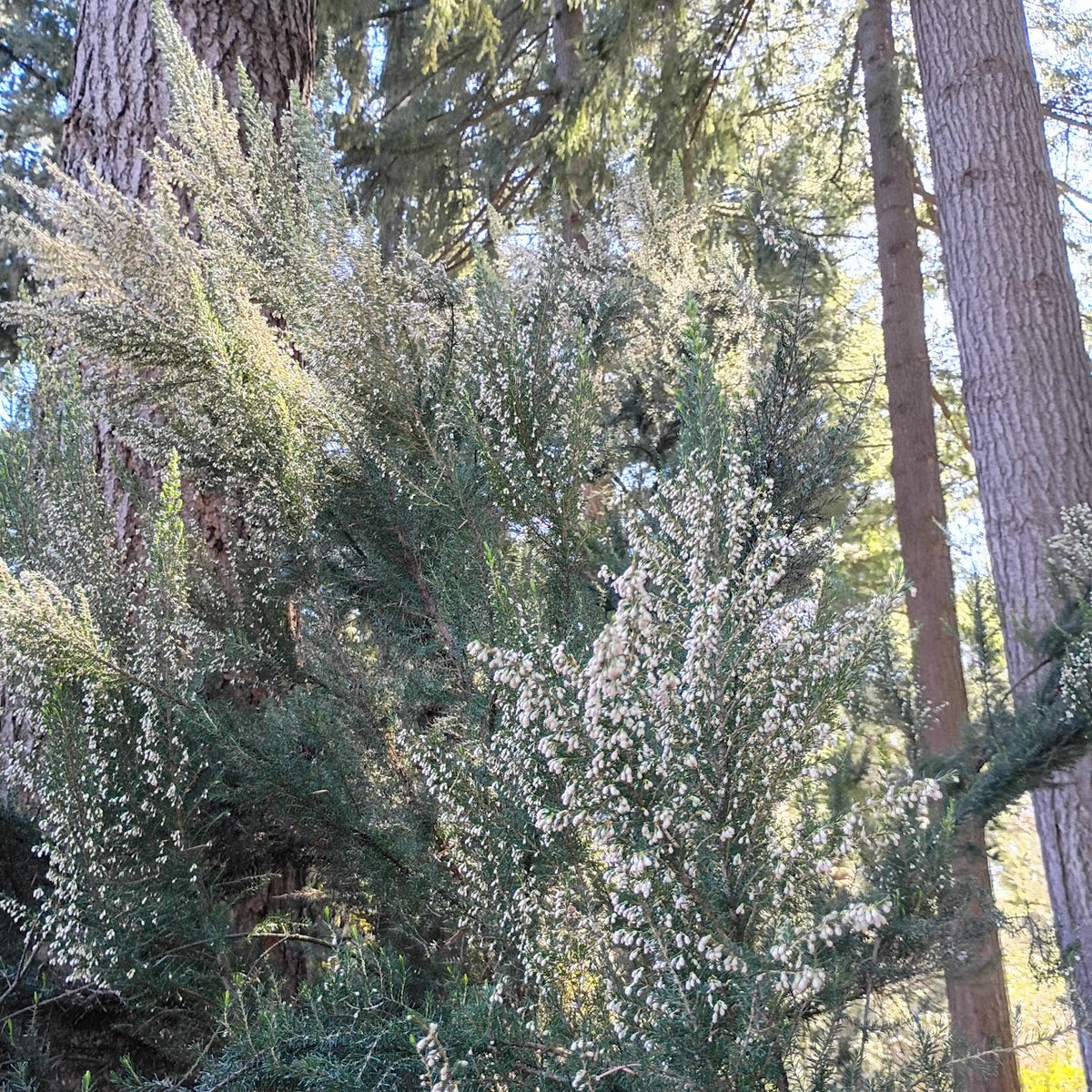 Erica arborea