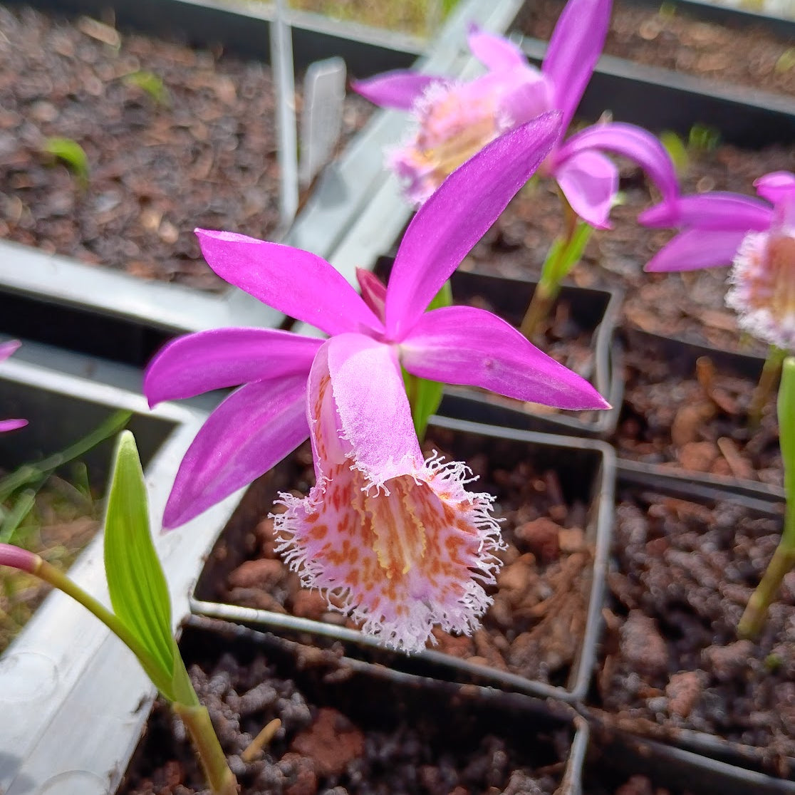 Pleione bulbocodioides