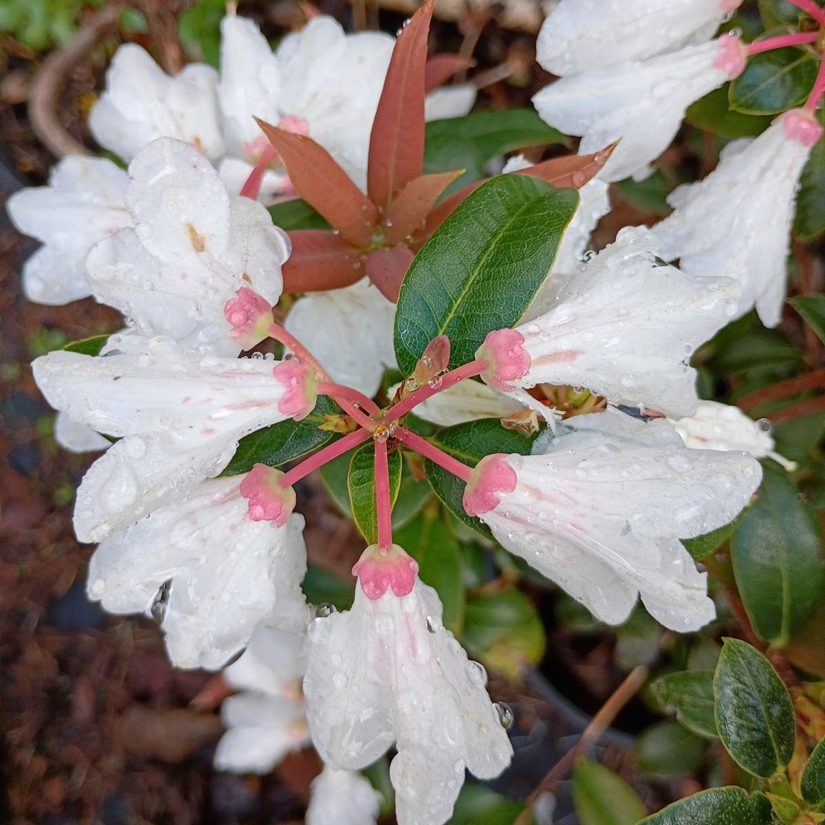Rhododendron baihuaense  JN