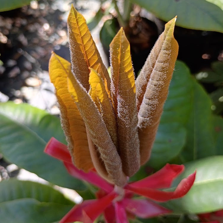 Rhododendron faithiae  CDHM