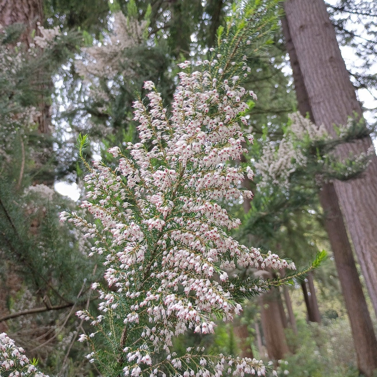 Erica arborea