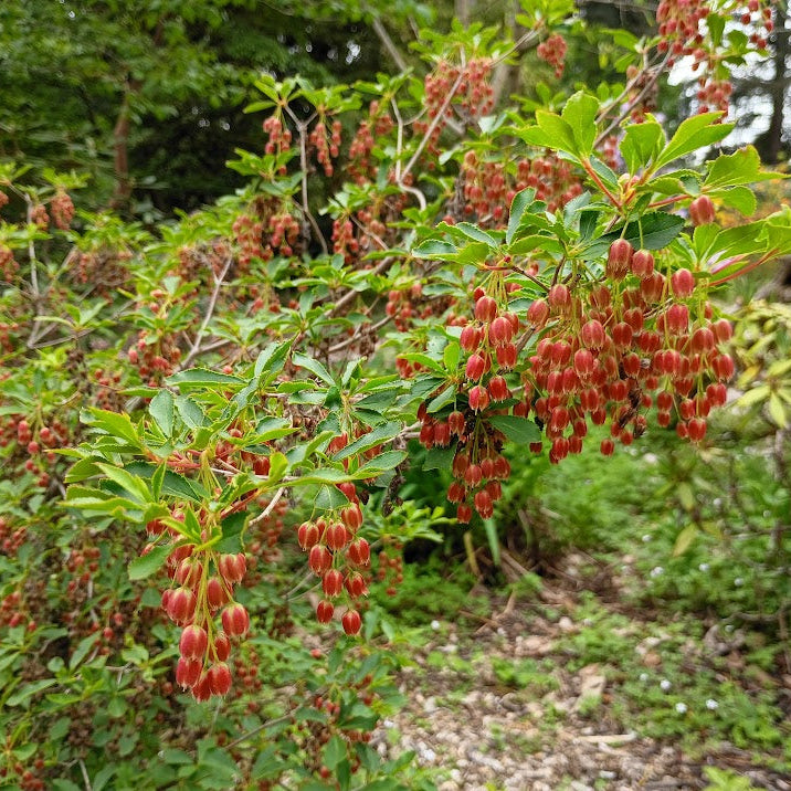 Enkianthus cernuus forma rubens
