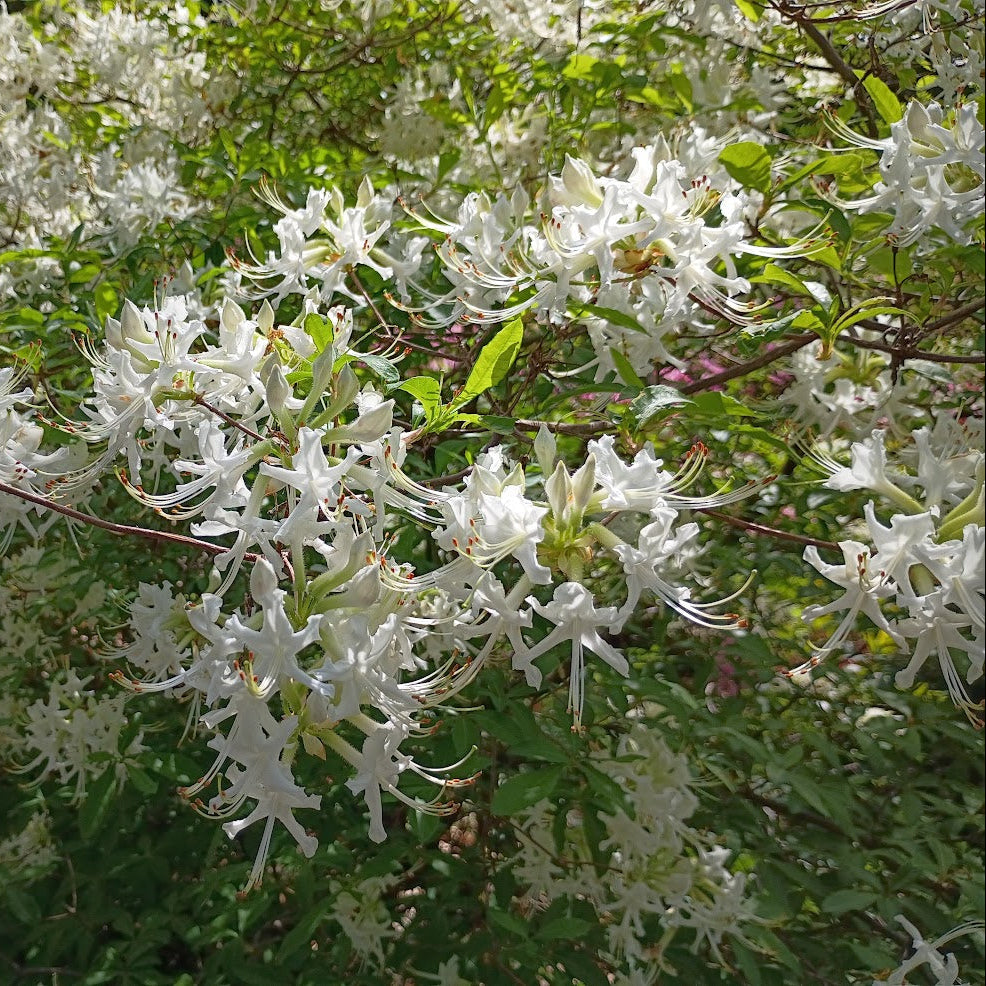 Rhododendron periclymenoides 'Applachian Spring'  1994/064