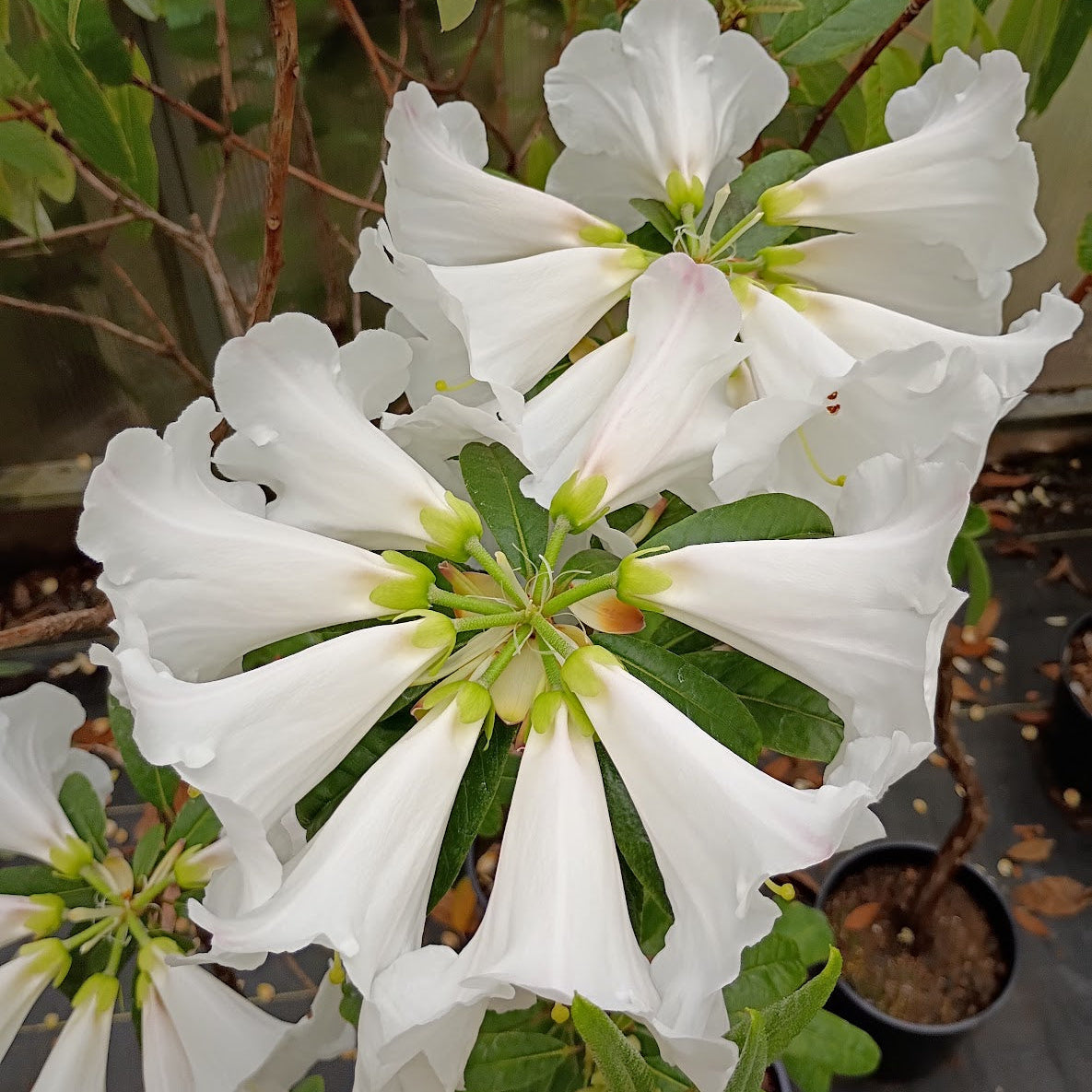 Rhododendron lindleyi  RSBG