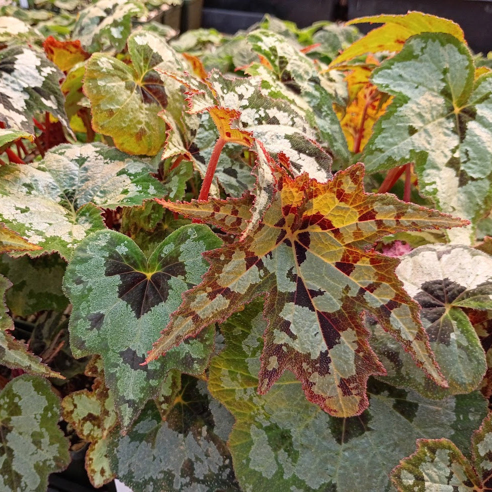 Begonia taliensis