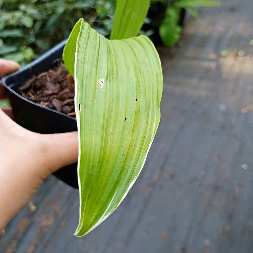 Pleione formosana (Variegated Form)