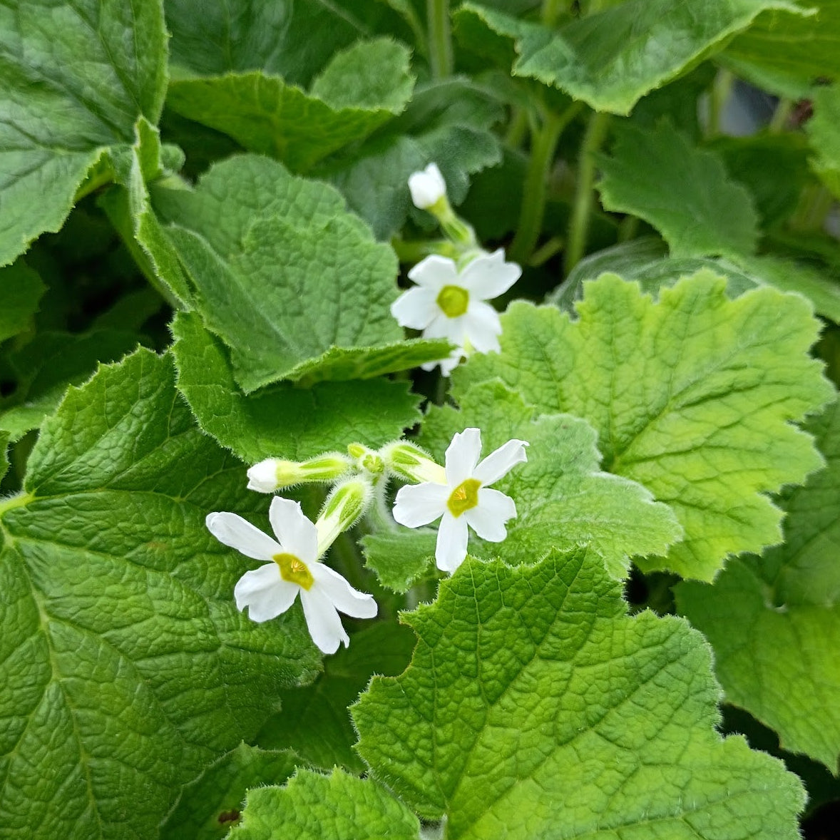 Primula kisoana forma alba