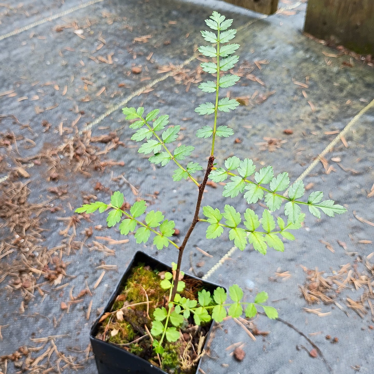 Sorbus filipes  (ex. KGB