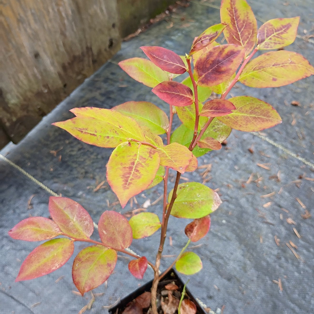 Vaccinium arctostaphylos  RAS