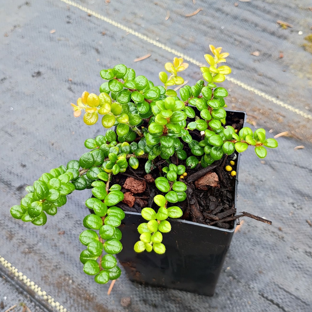 Vaccinium chaetothrix  SEH