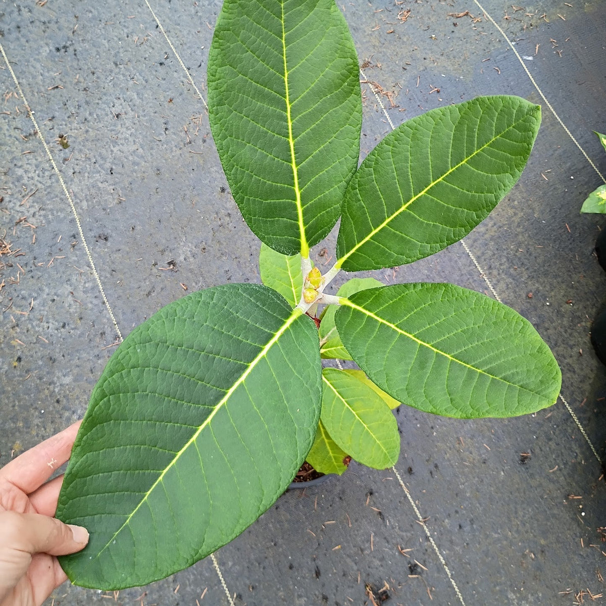 Rhododendron 'sinofalconeri x macabeanum NAPE