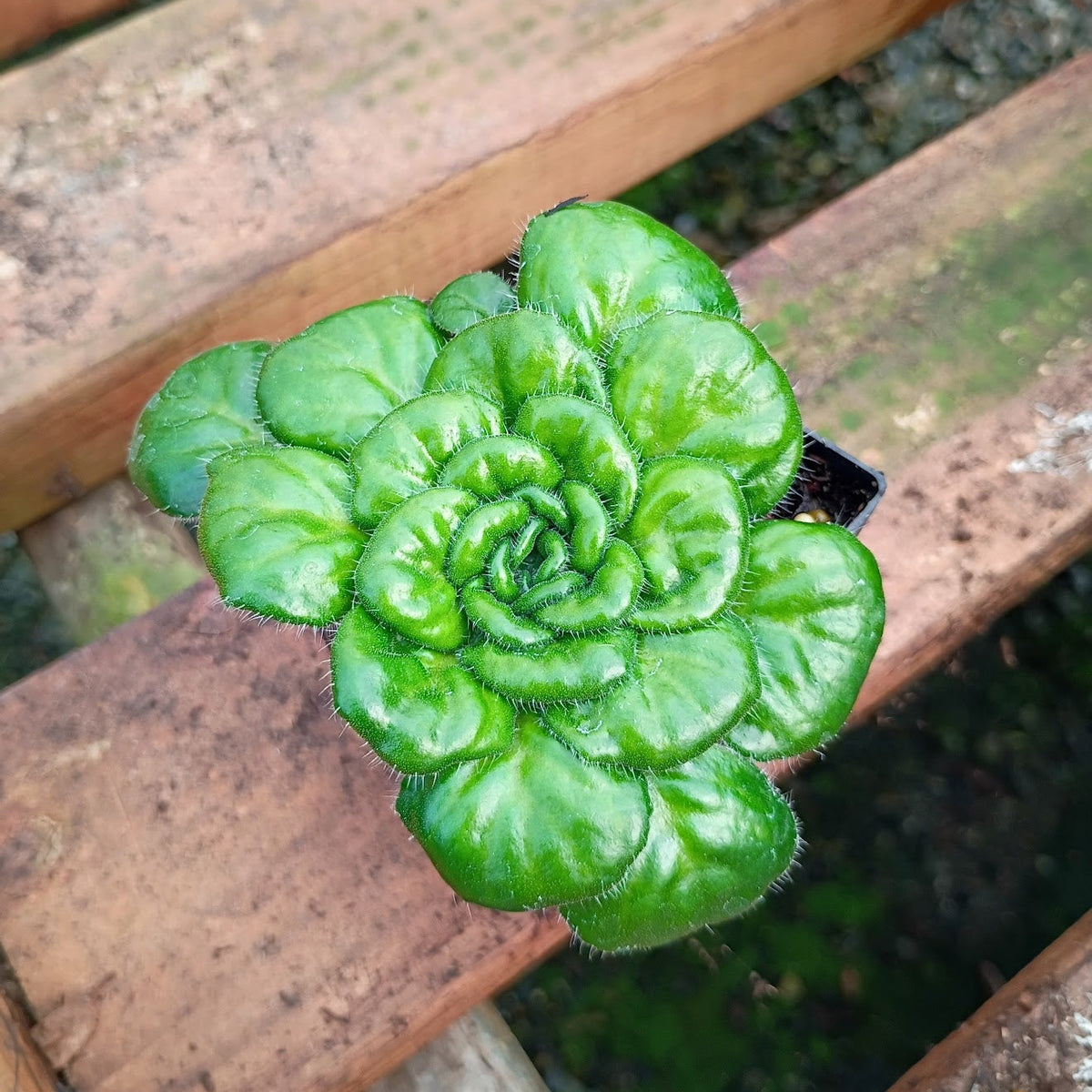 Petrocosmea rotundifolia