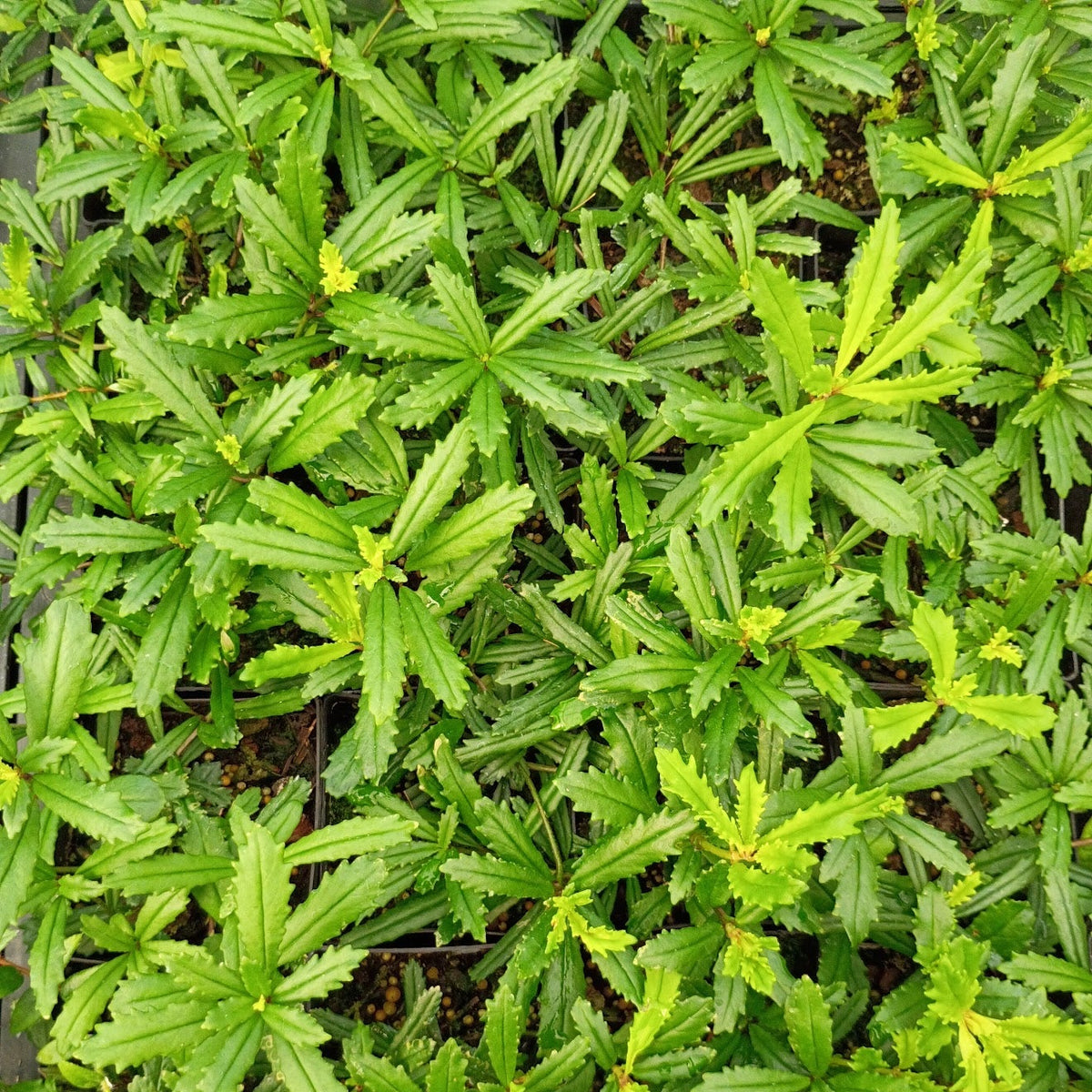 Lysionotus pauciflorus  SEH