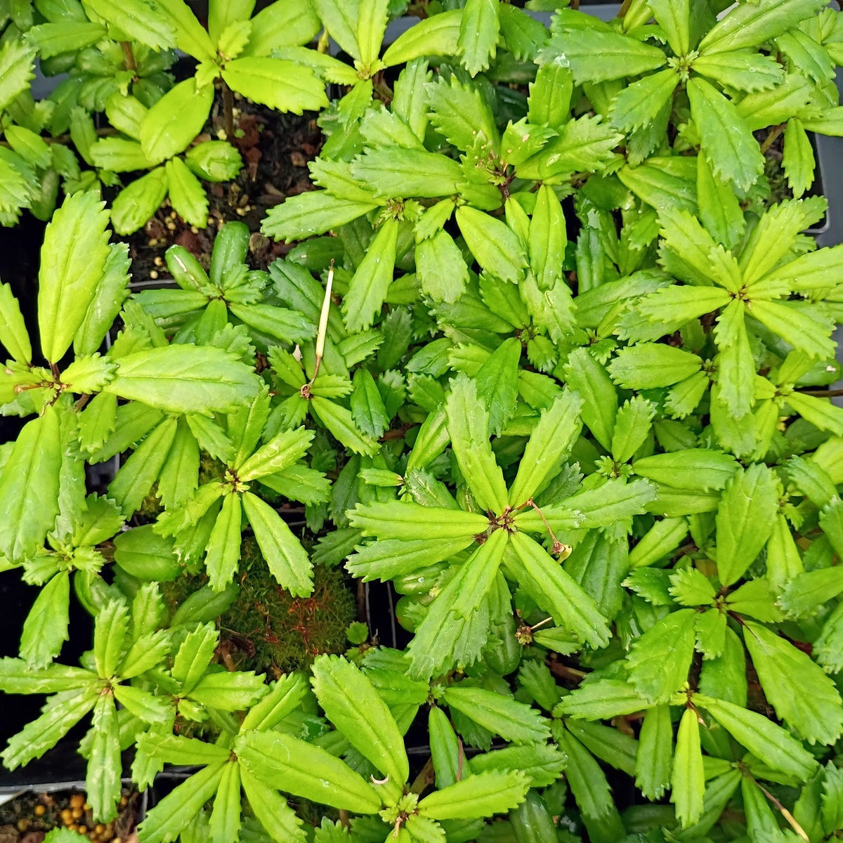 Lysionotus pauciflorus  SEH