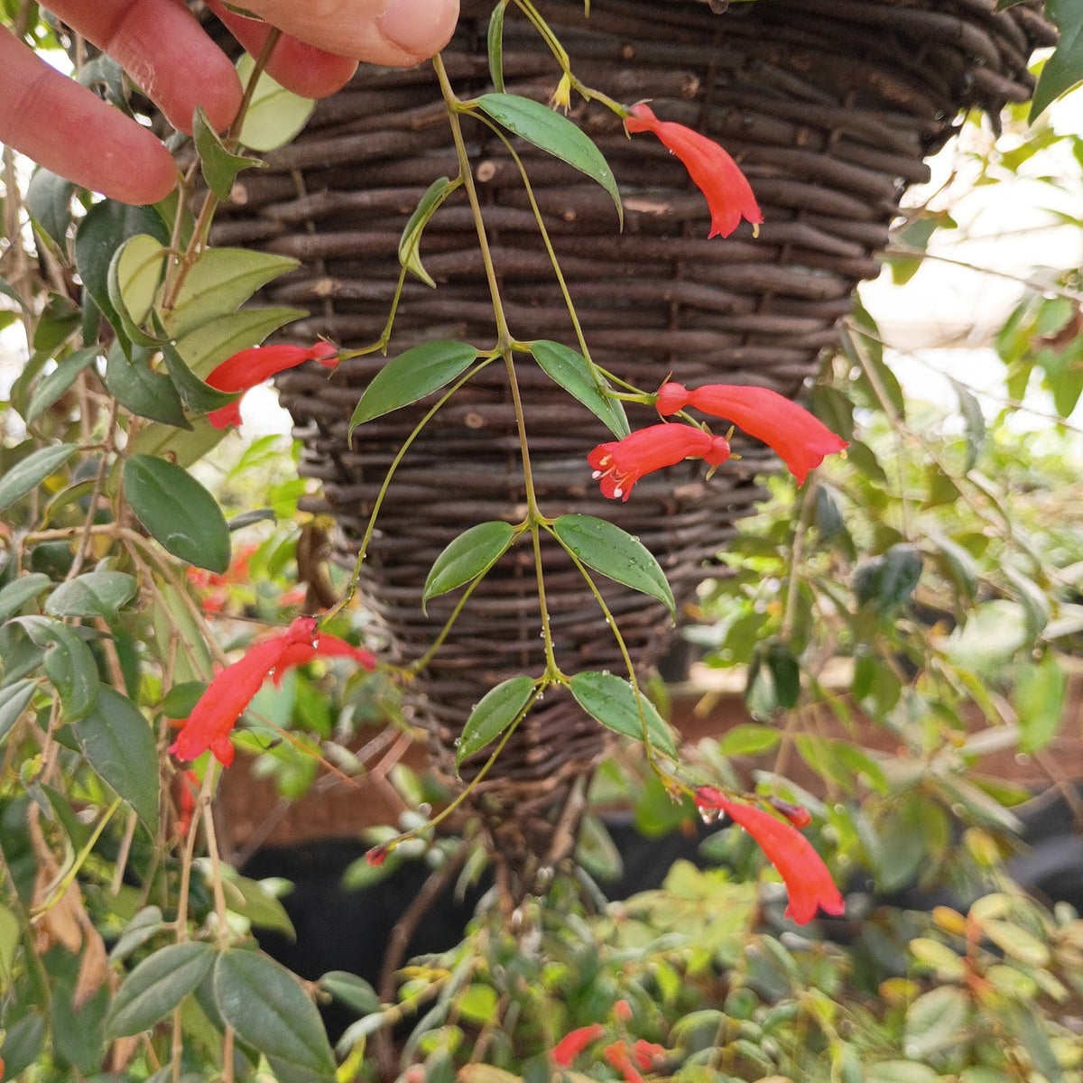 Aeschynanthus species  SEH