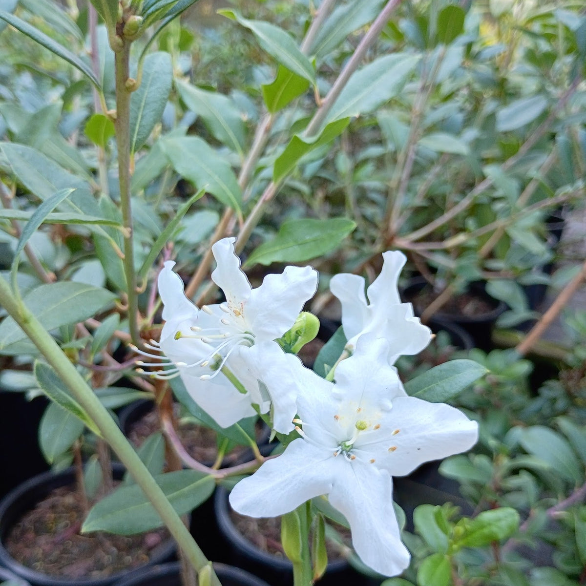 Rhododendron rigidum  1969/742