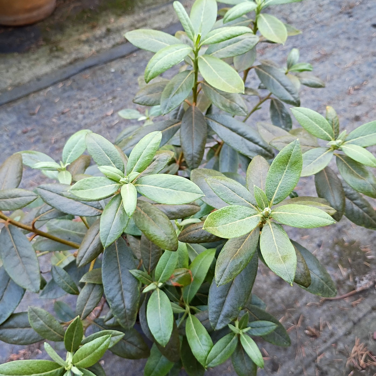 Rhododendron tephropeploides  DJHMV