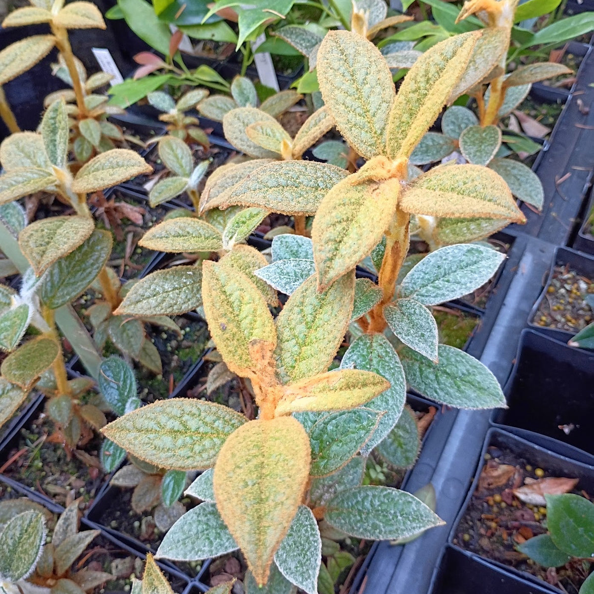 Rhododendron edgeworthii  NV