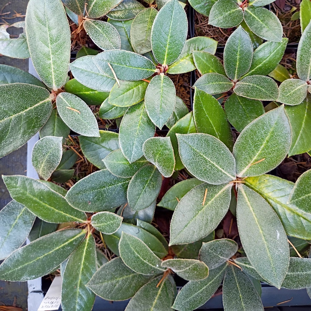 Rhododendron bureavioides affinity  CDHM